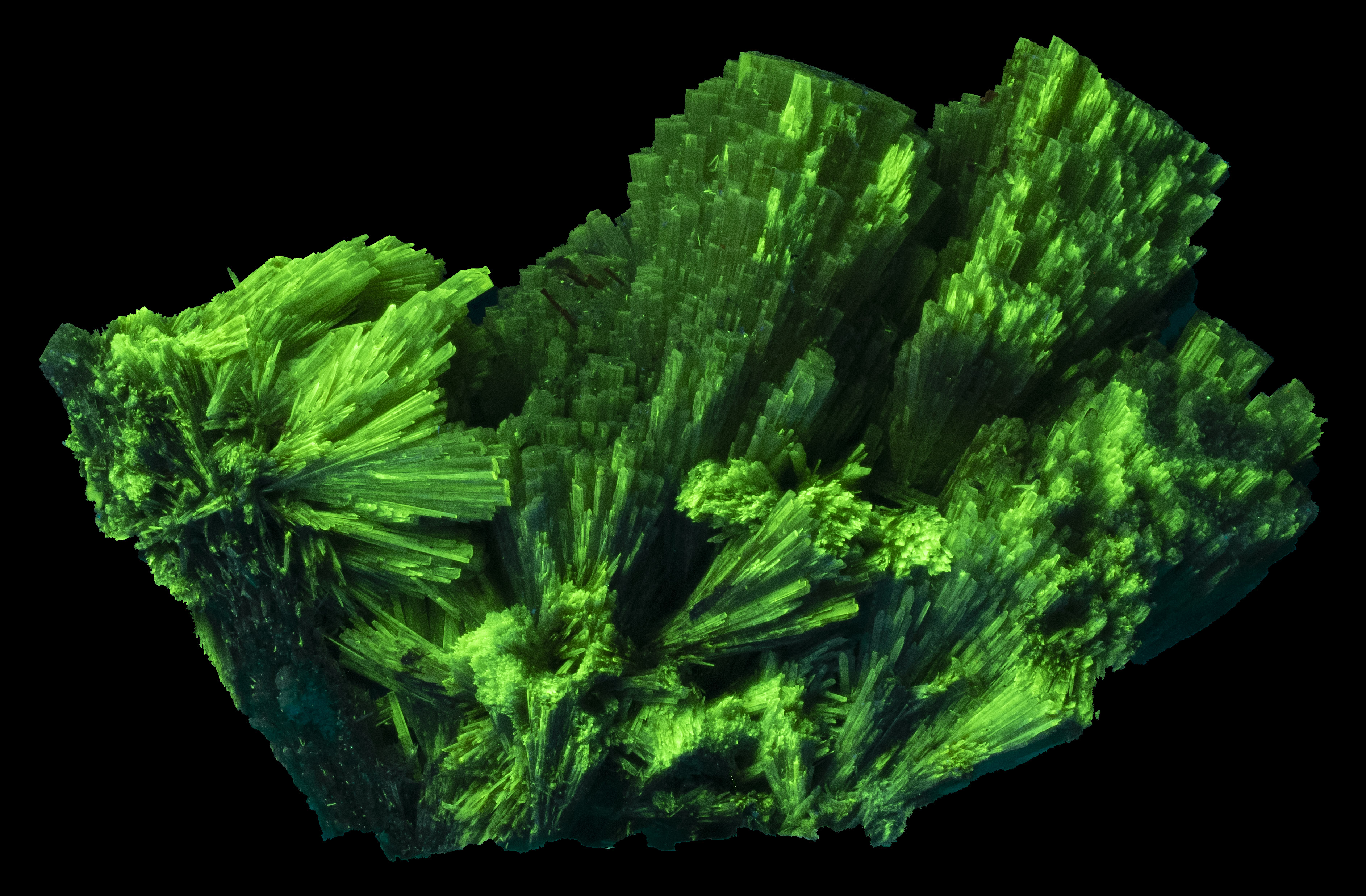 Fluorescence under shortwave UV light.