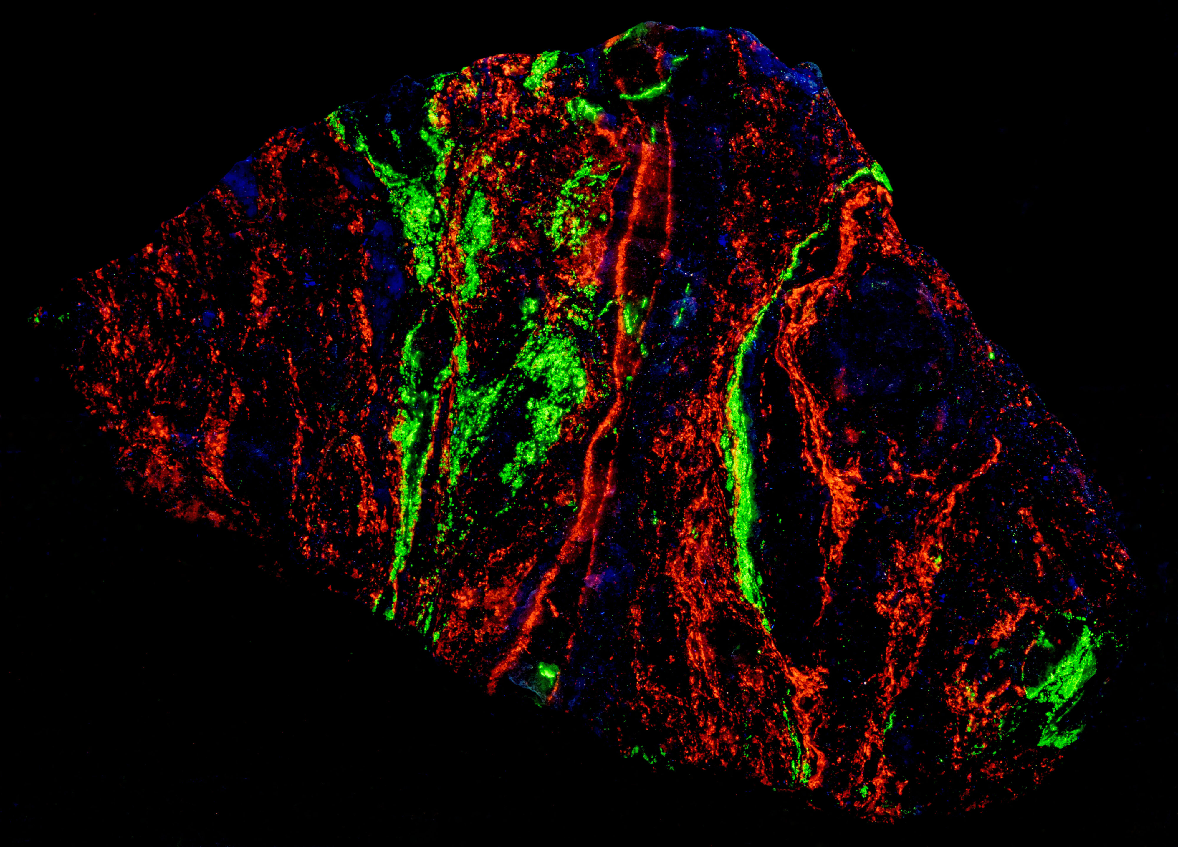 Fluorescence under shortwave UV light.