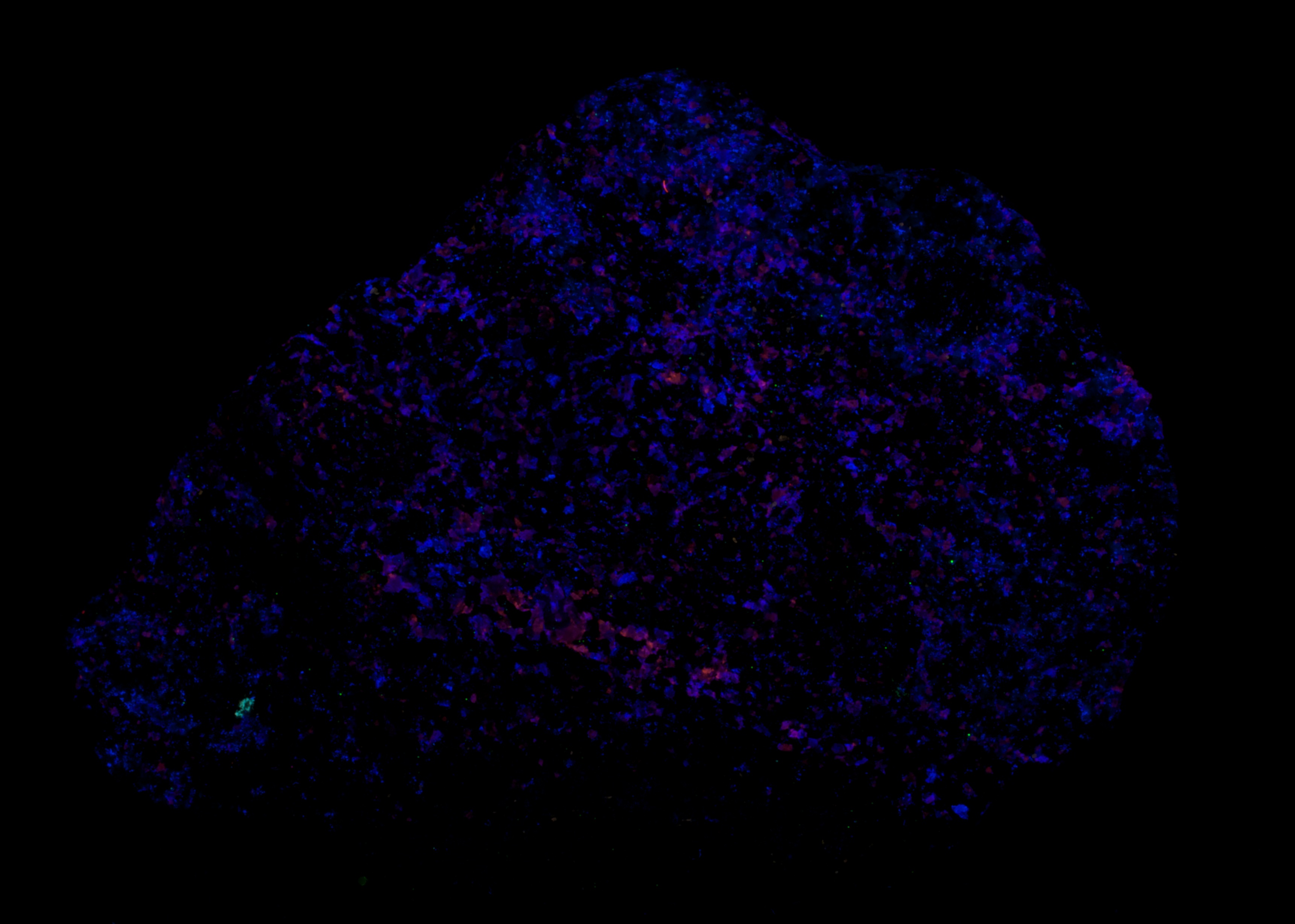Fluorescence under shortwave UV light.