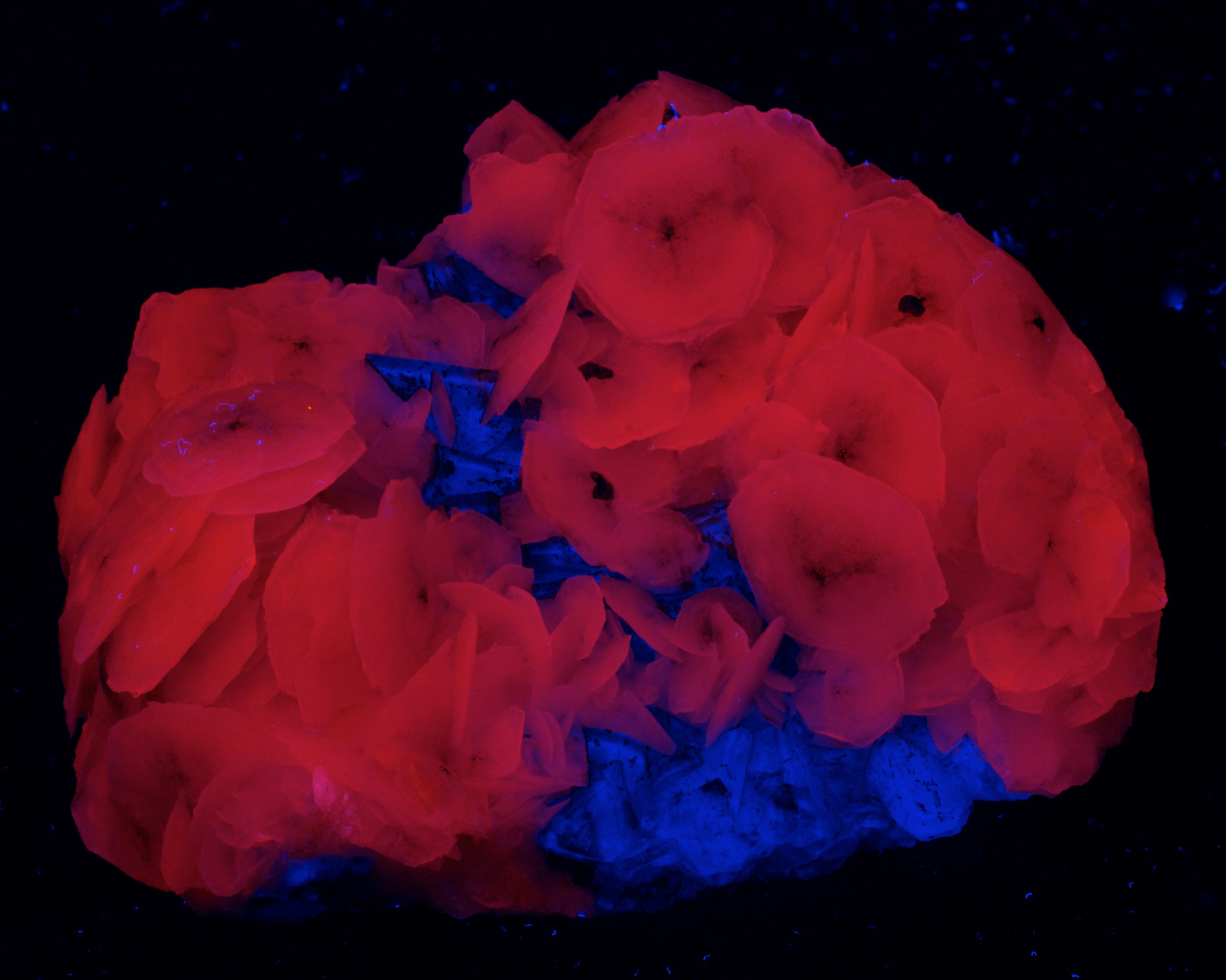 Fluorescence under longwave and midwave UV light.