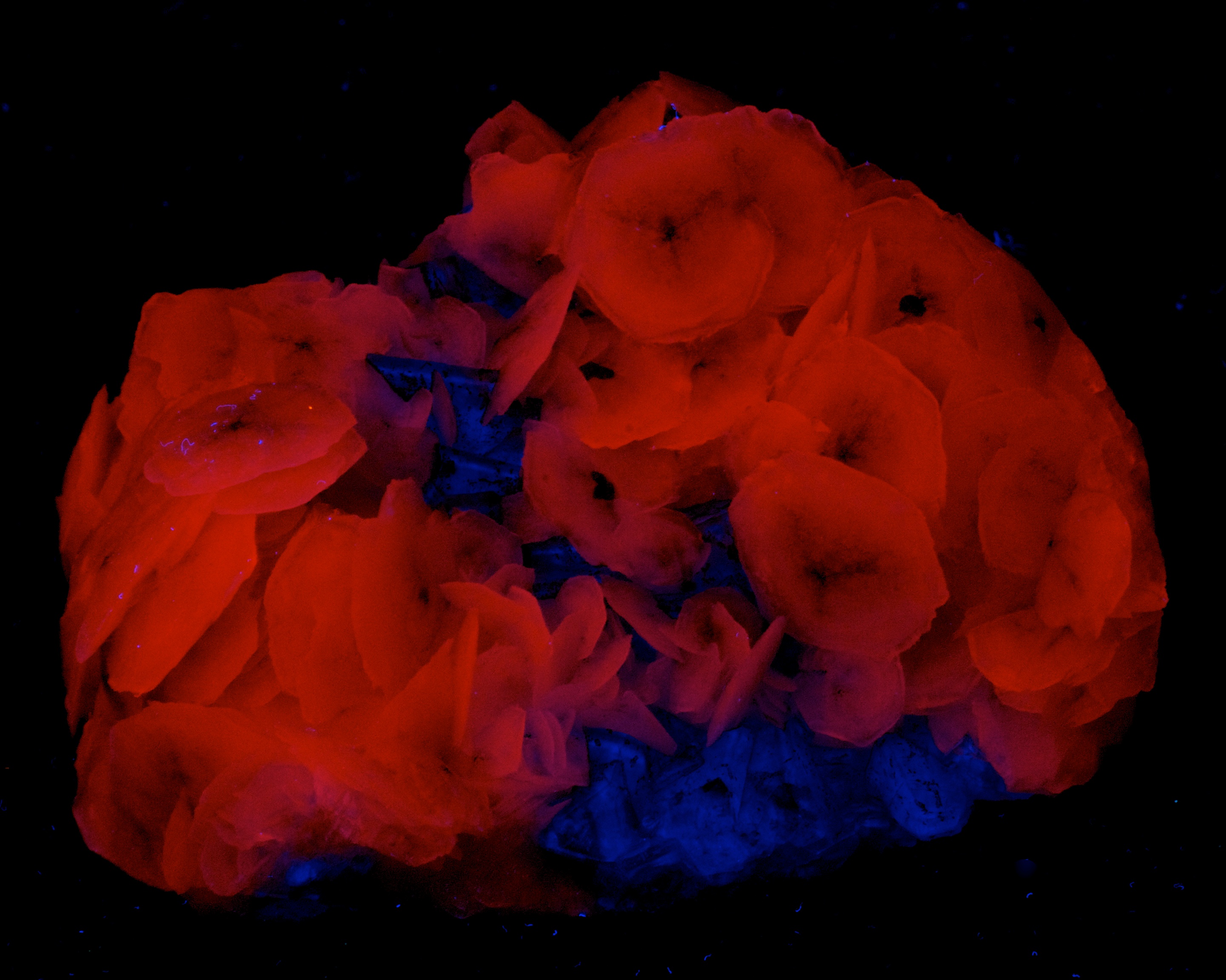 Fluorescence under midwave UV light.