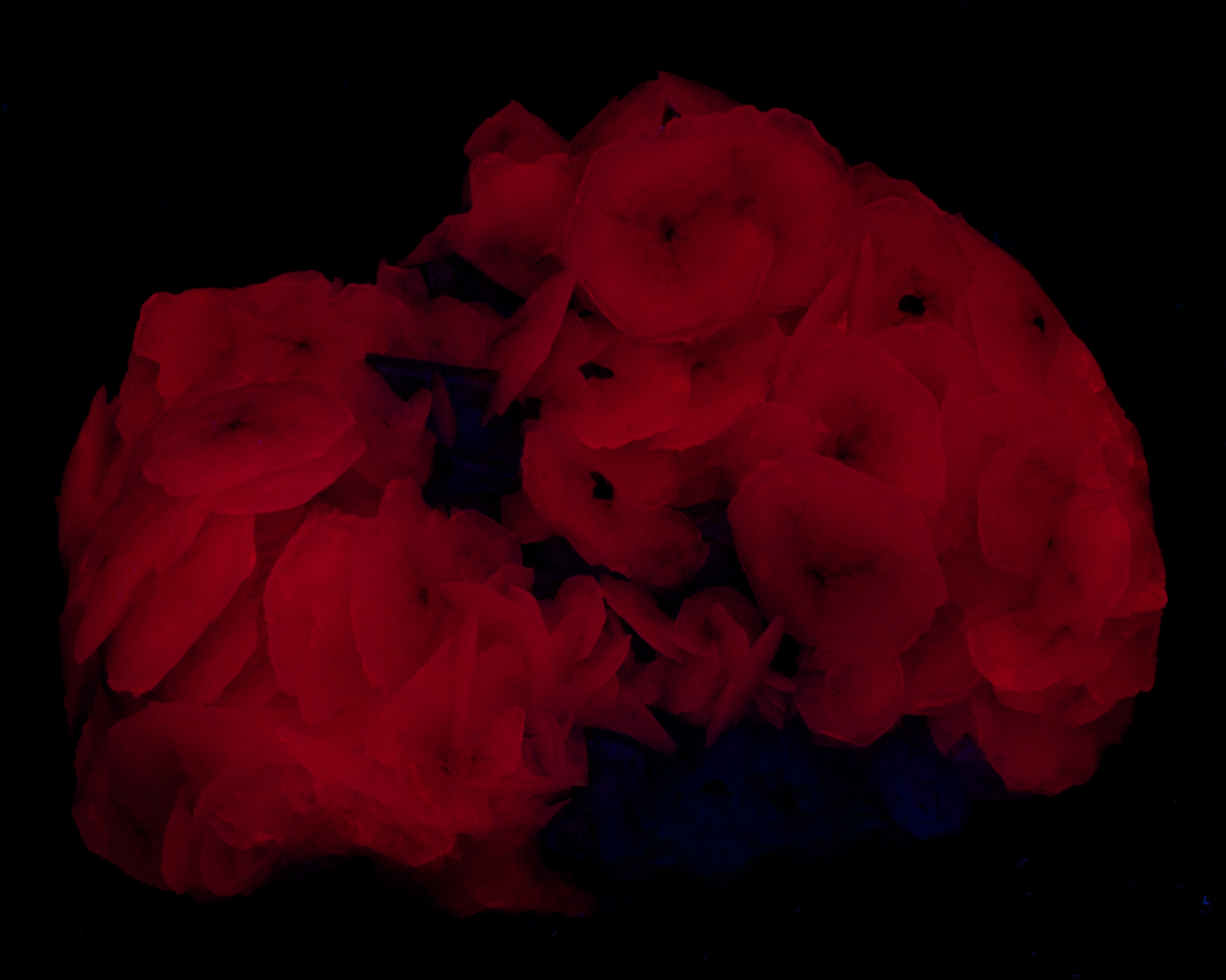 Fluorescence under shortwave UV light.