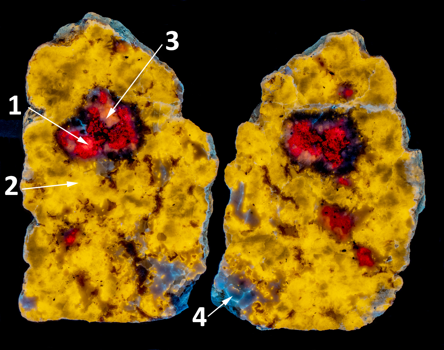 Fluorescence under longwave UV light showing locations of emission measurements.