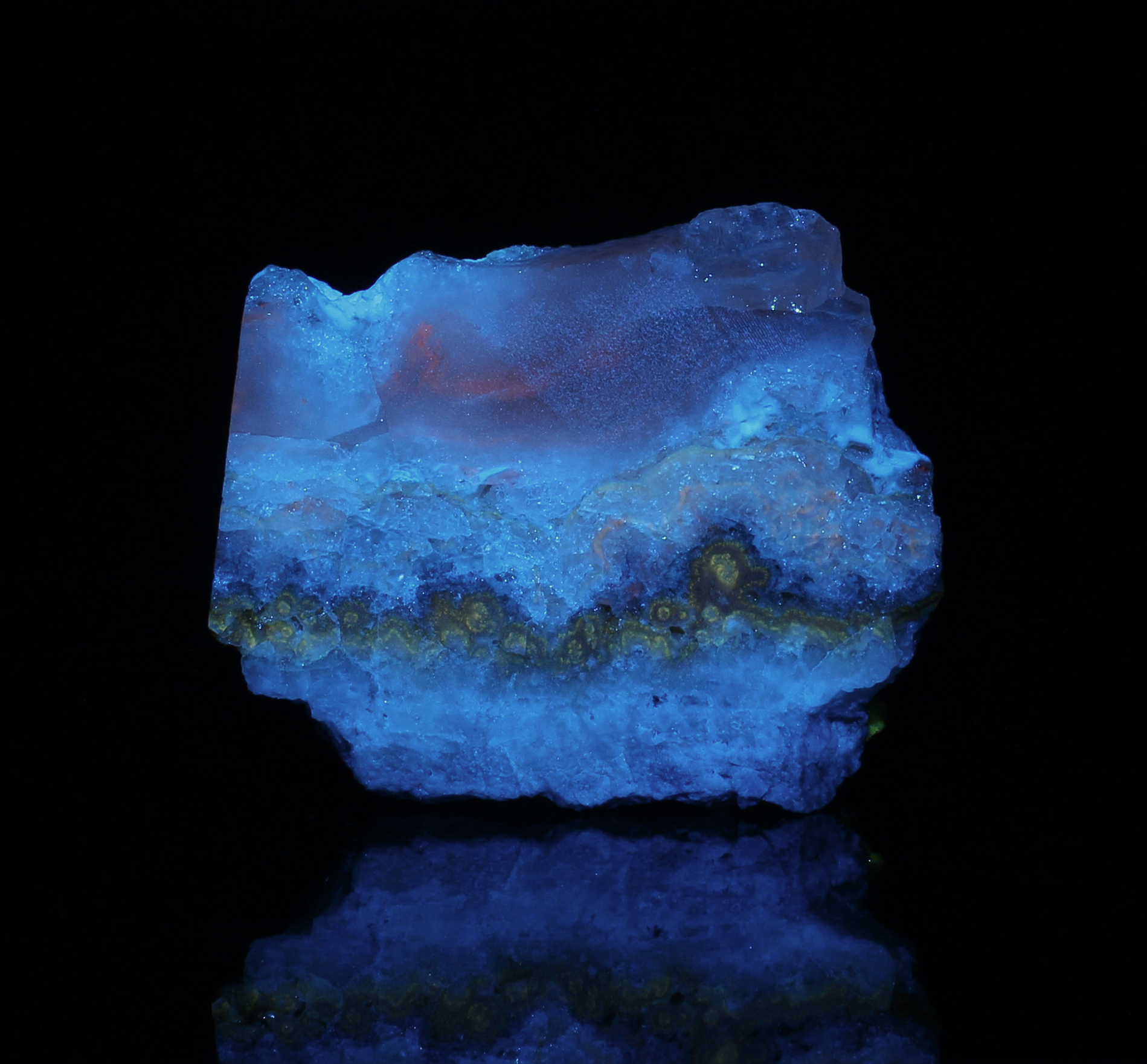 Fluorescence under blue (450nm) LED light.