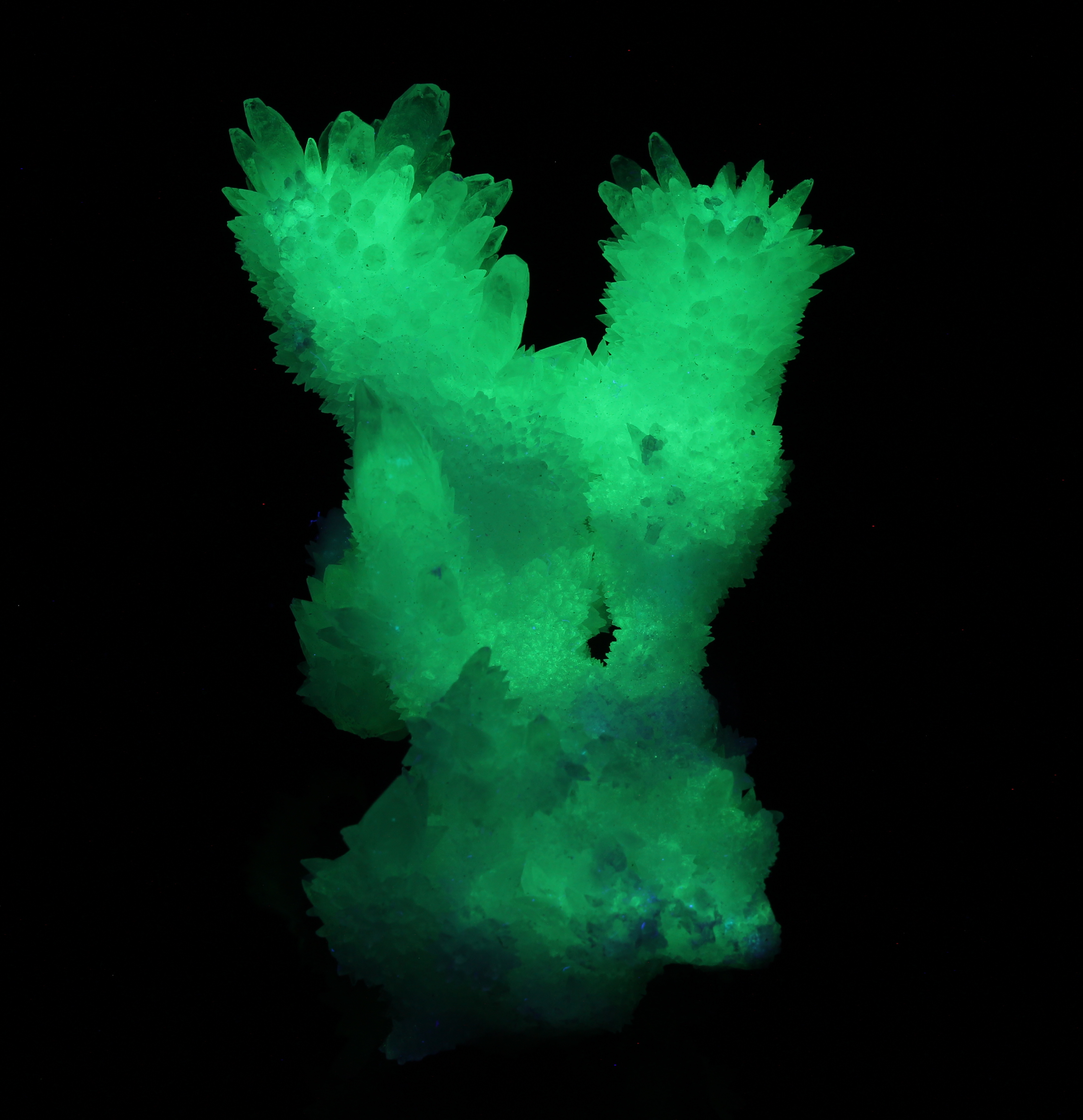 Fluorescence under shortwave UV light.