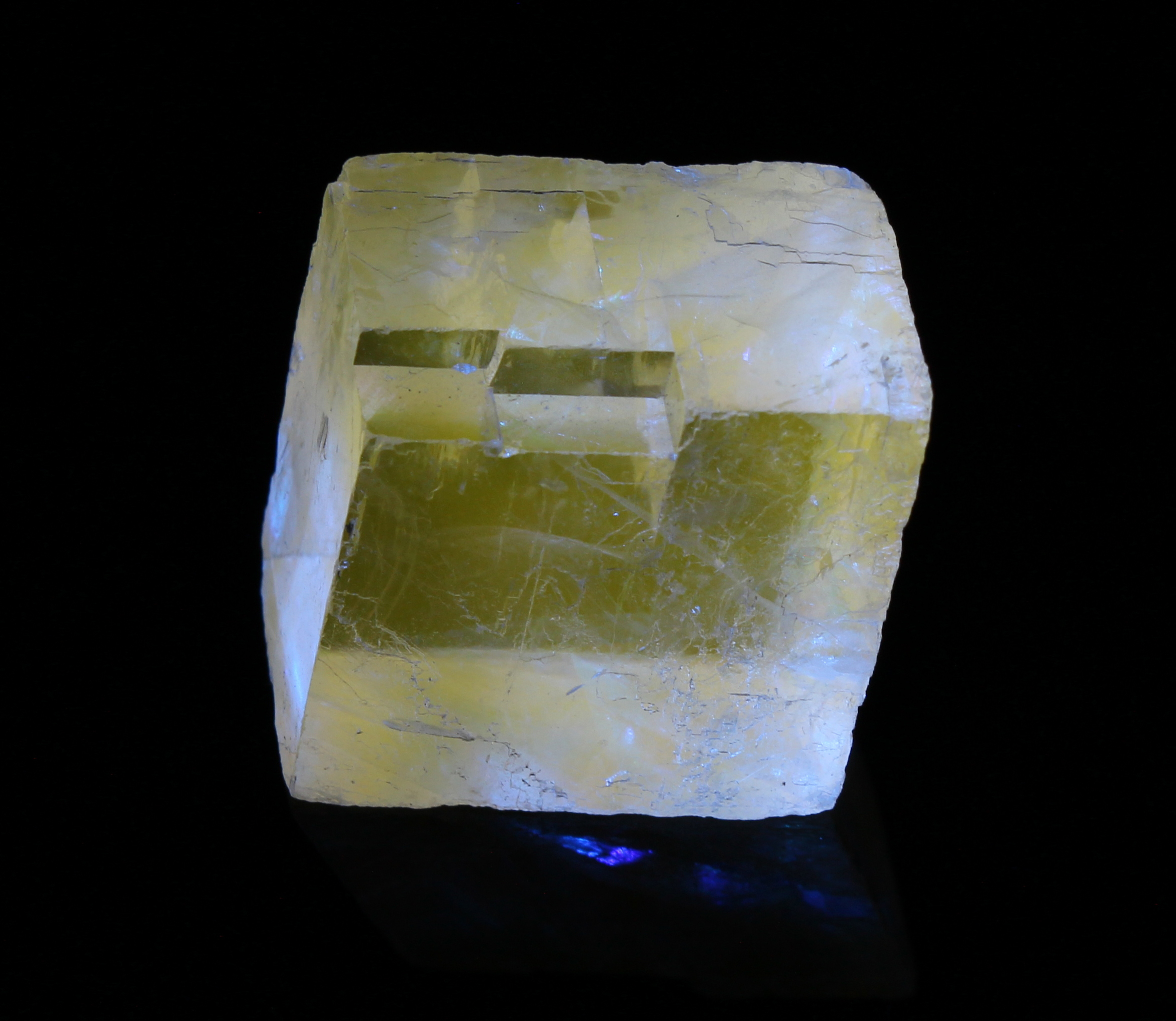Fluorescence under blue (450 nm) LED light.