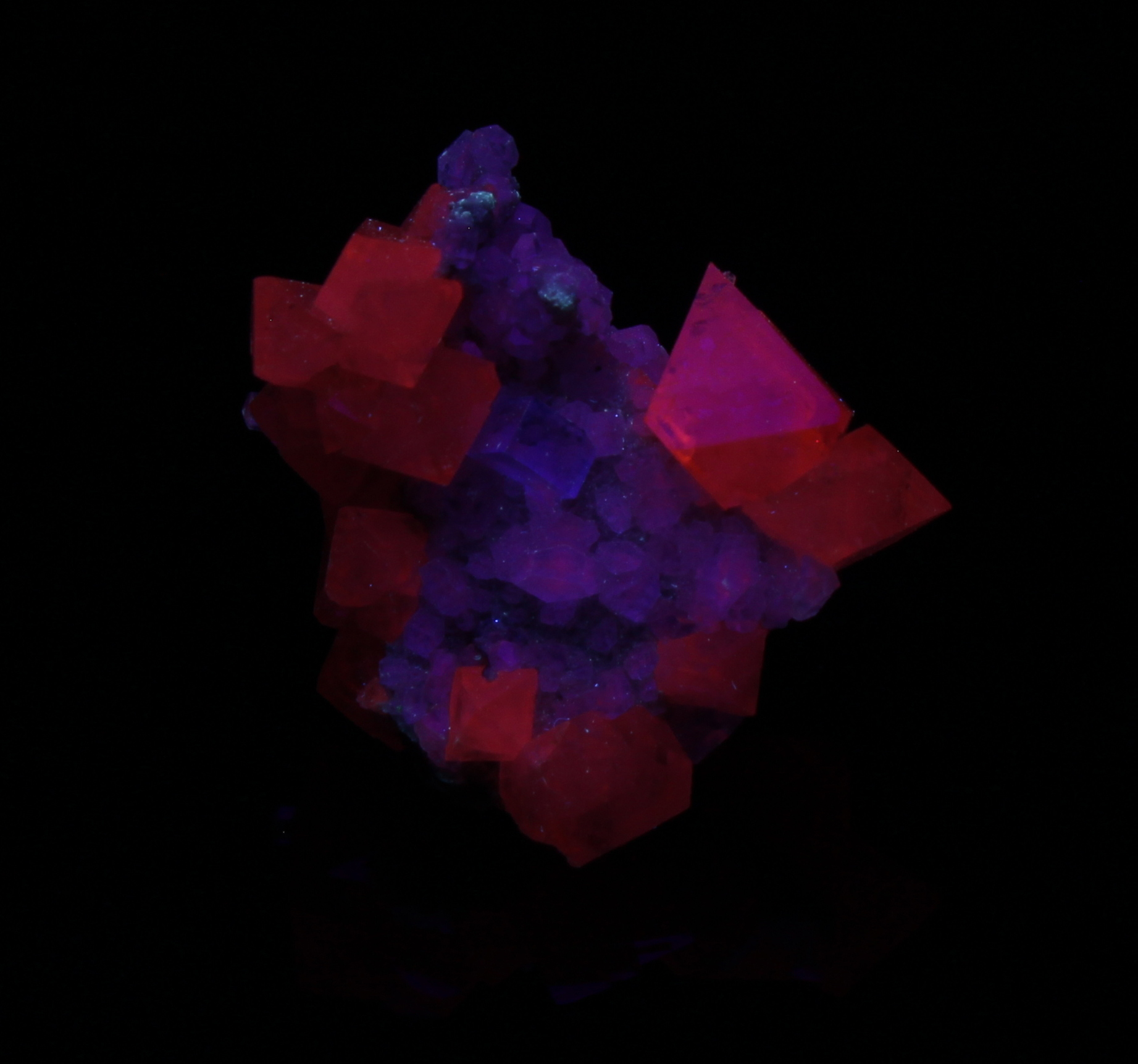 Fluorescence under midwave (311 nm LED) UV light.