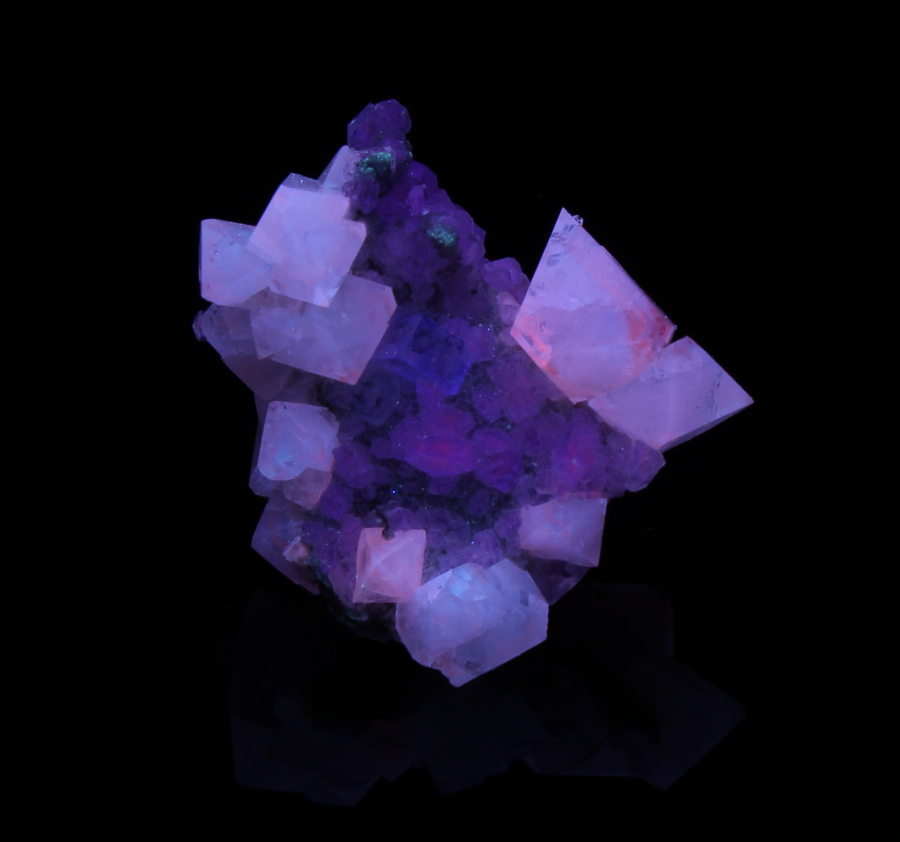 Fluorescence under midwave (306 nm LED) UV light.