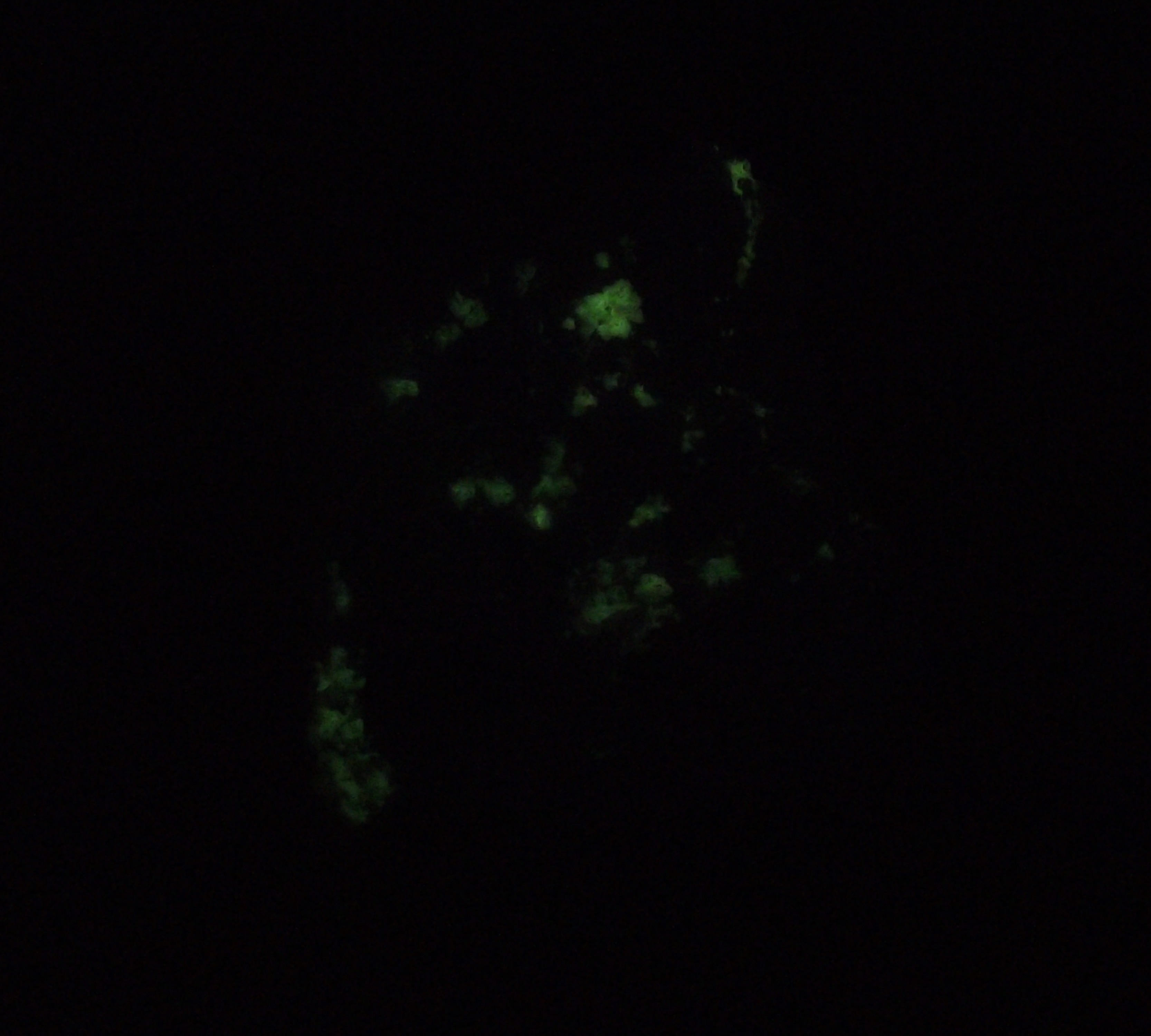 Afterglow after exposure to longwave UV light.