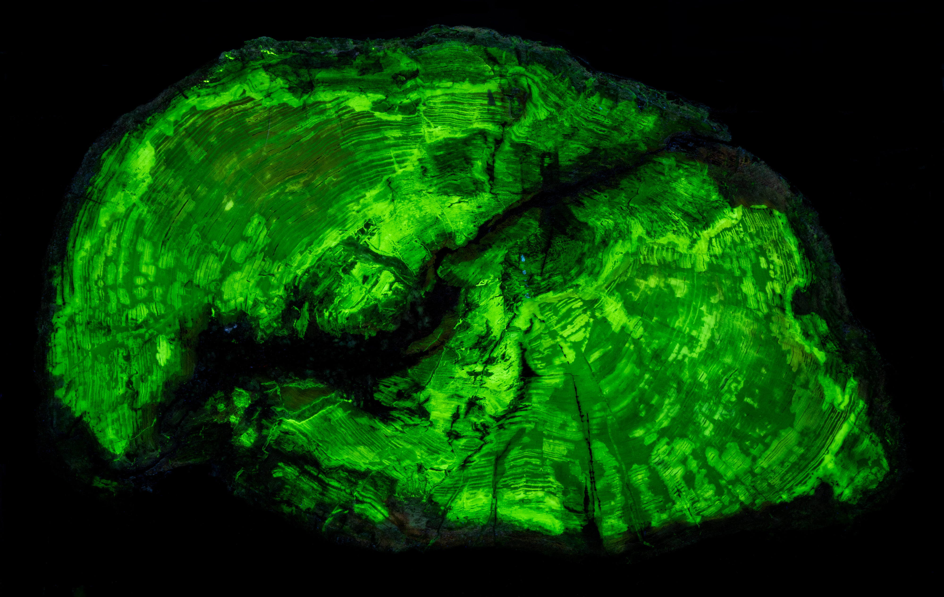 Fluorescence under shortwave UV light.