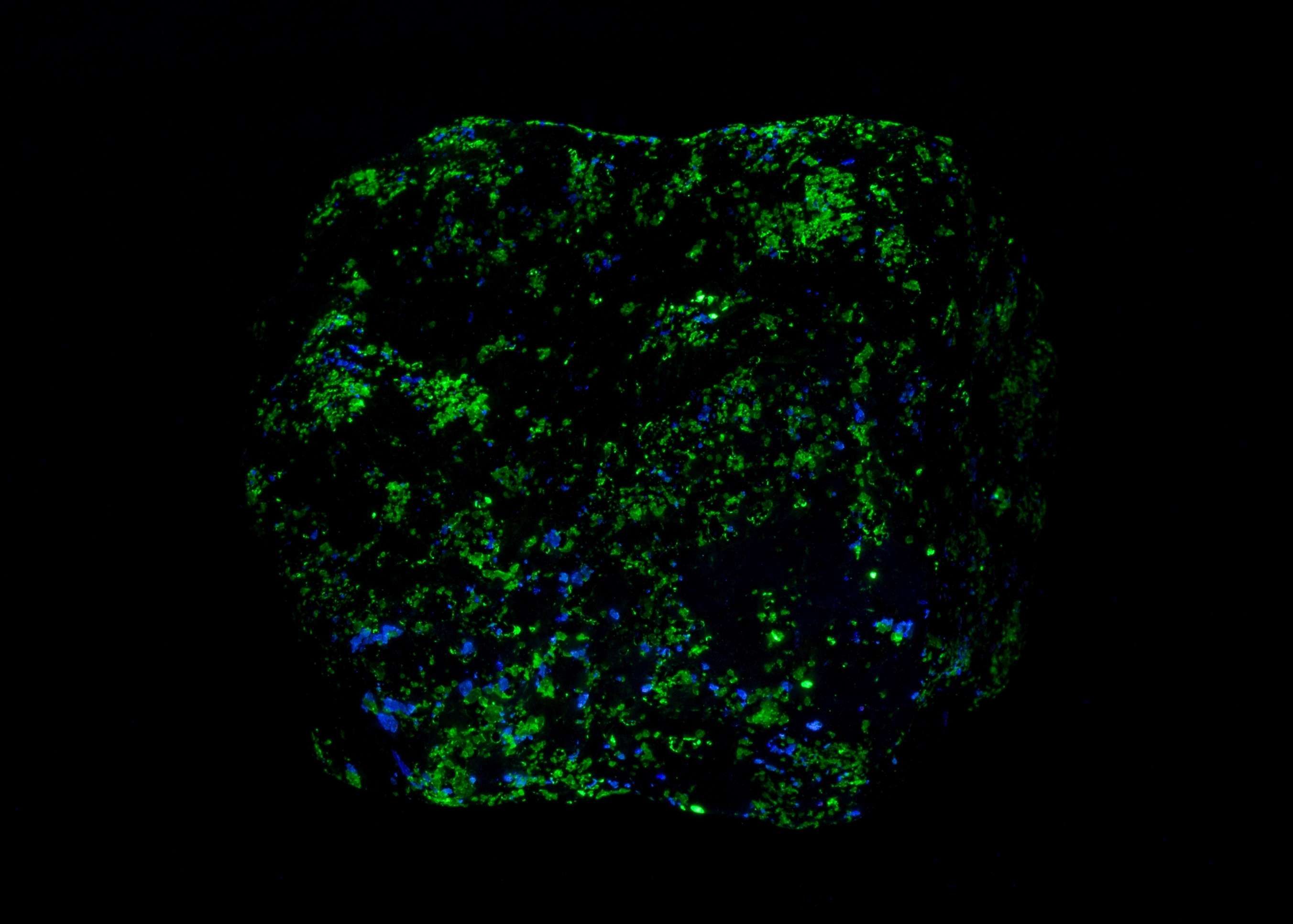 Fluorescence under shortwave UV light.