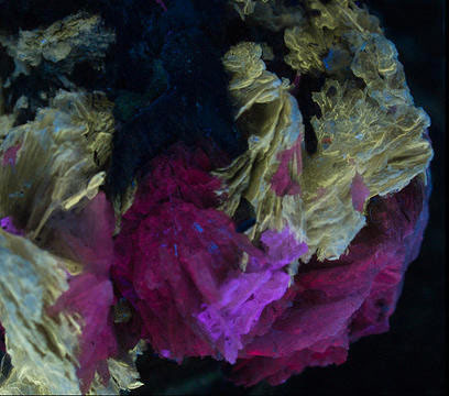 Fluorescence under shortwave UV light.