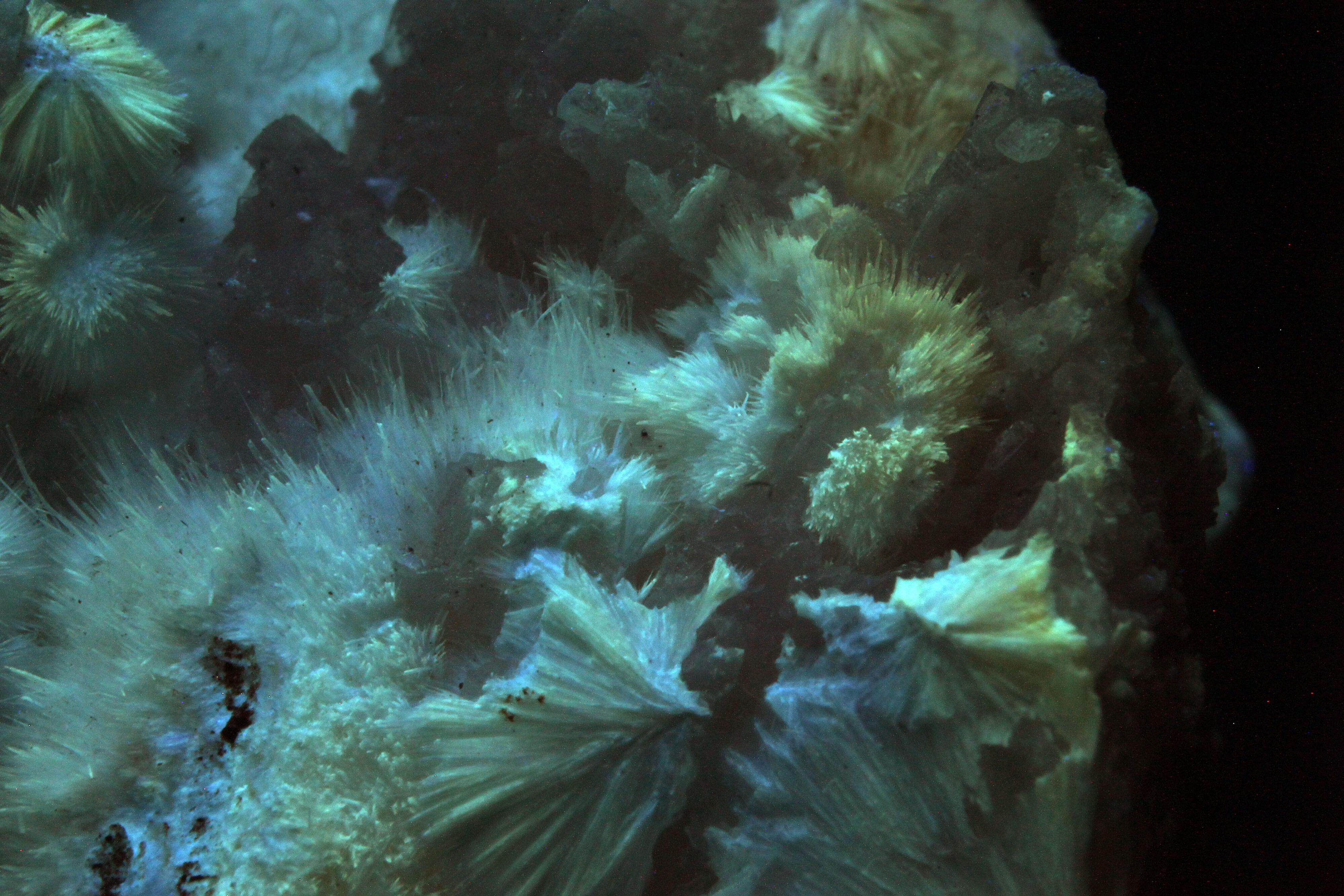 Fluorescence under fullwave (LW + MW + SW) UV light. Closeup