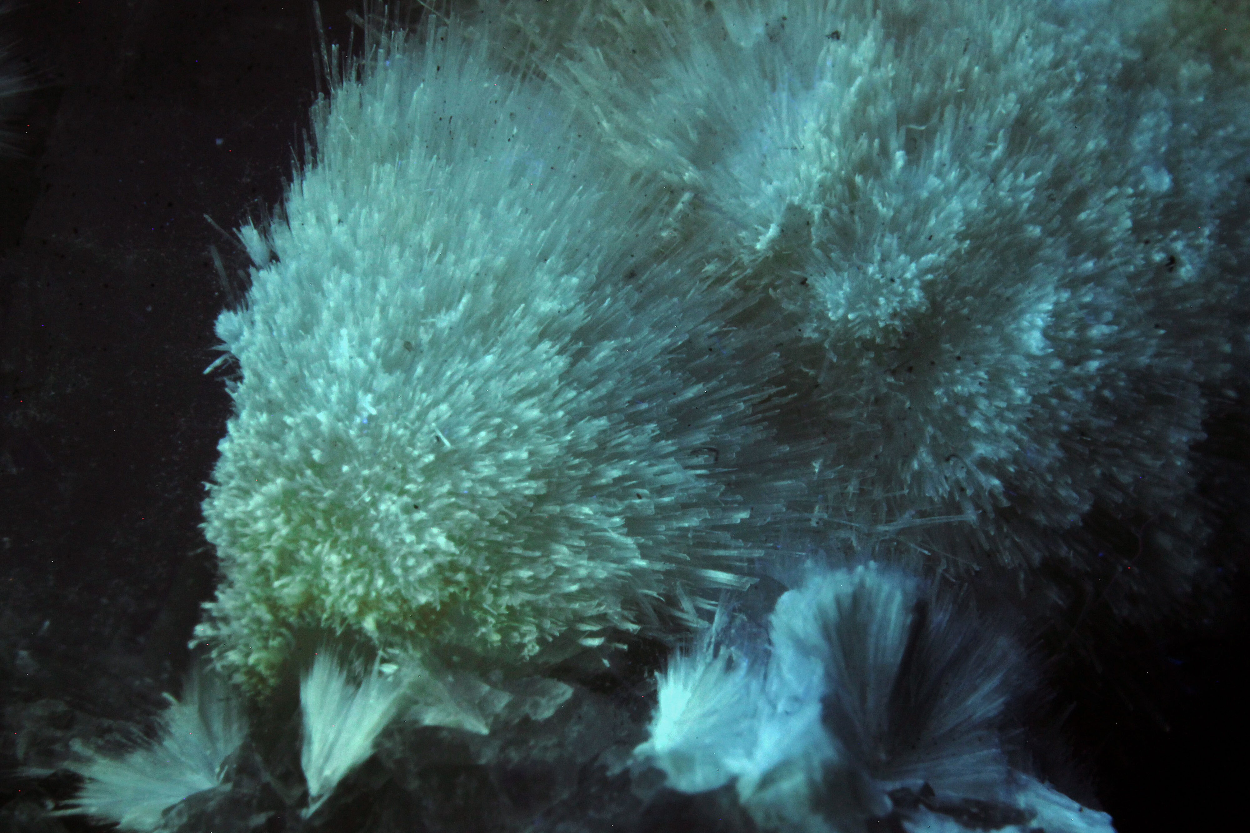 Fluorescence under shortwave UV light. Closeup