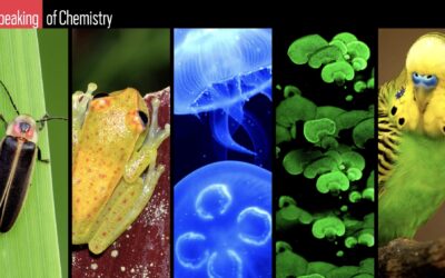 What’s the Difference Between Fluorescence and Bioluminescence?