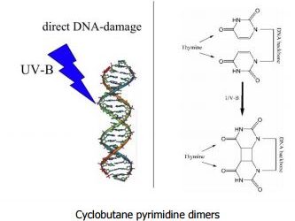 The Photobiology of UV Damage to Skin
