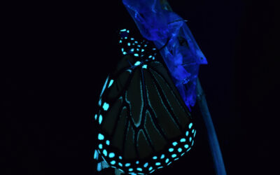 Biofluorescence of the Monarch Butterfly