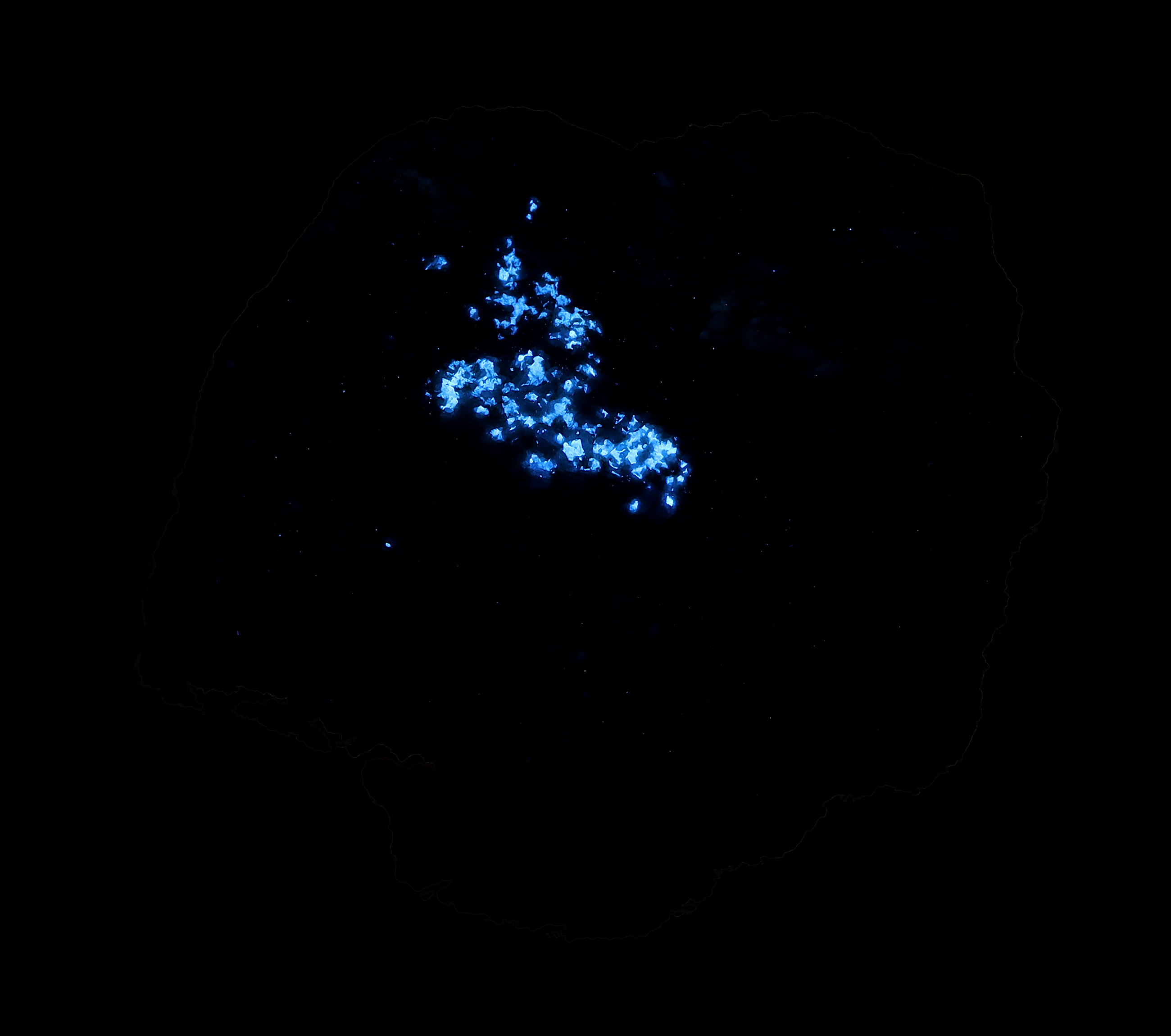 Fluorescence under shortwave UV light.