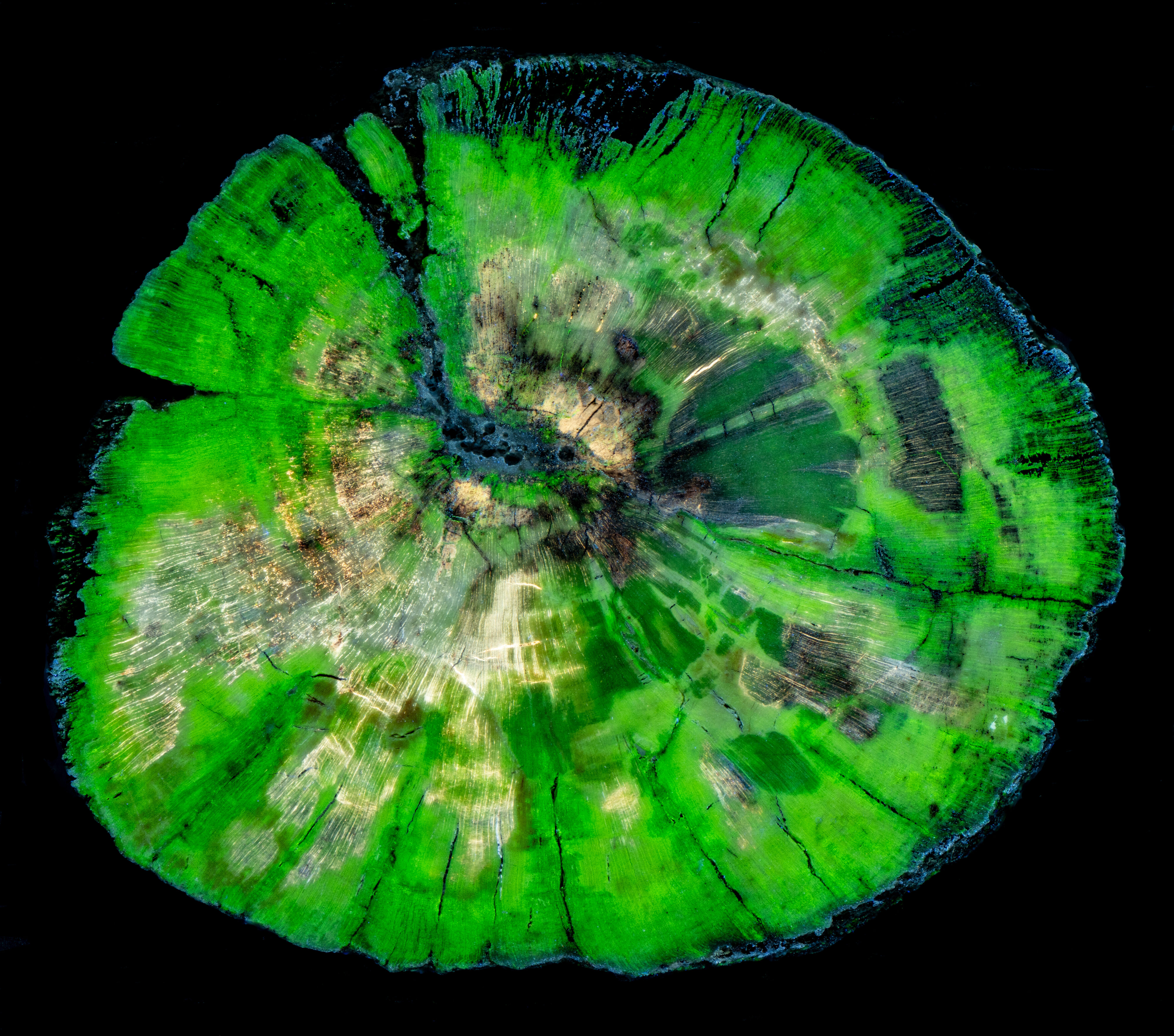 Fluorescence under shortwave UV light.