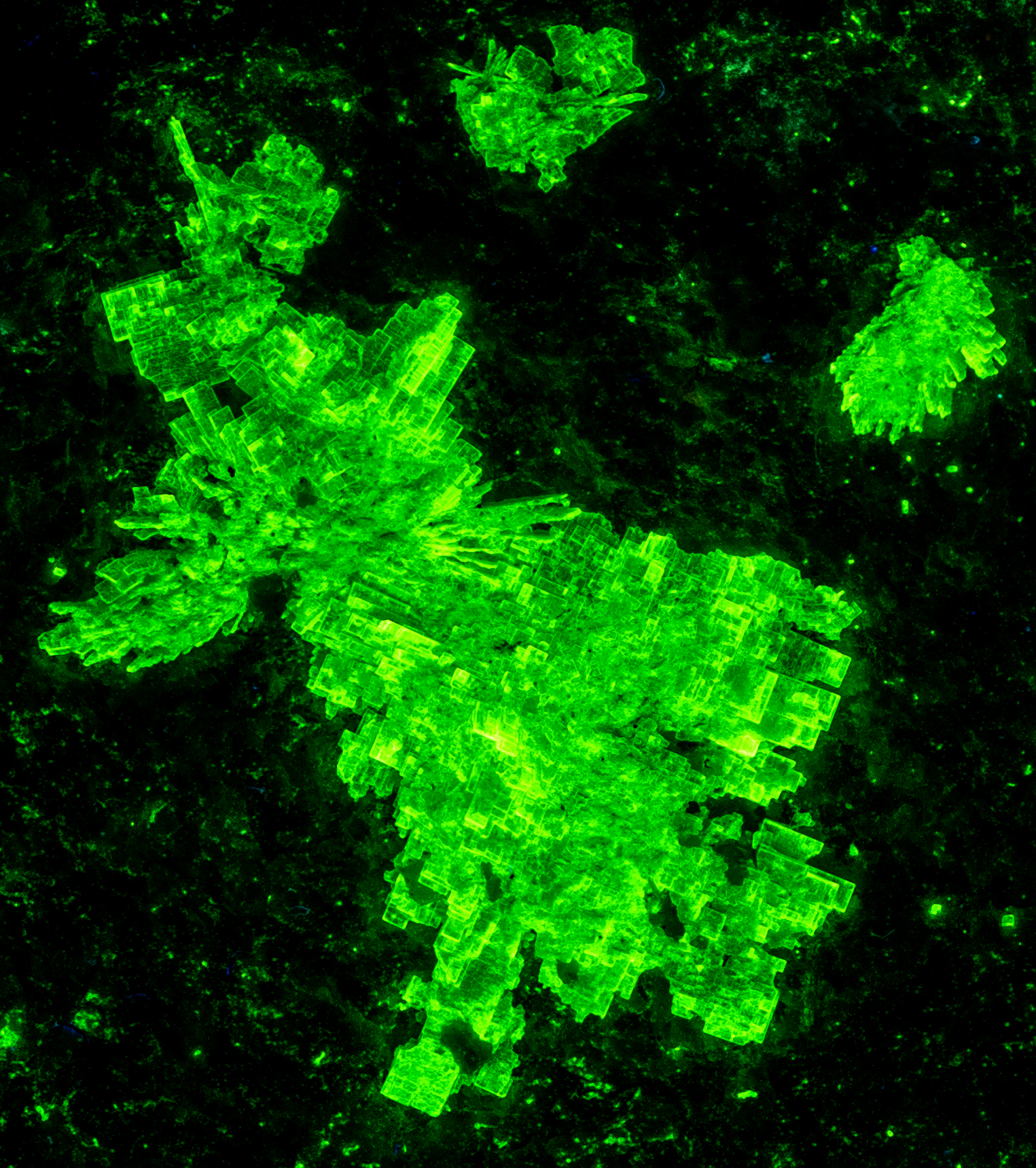 Fluorescence under shortwave UV light. FOV = 18mm x 15mm